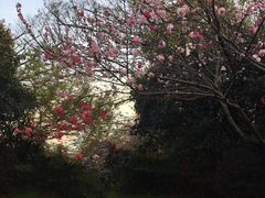 -桃花岛景观公园