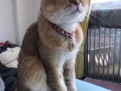 -猫在这儿猫咪咖啡馆·撸猫馆