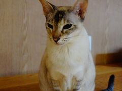 -MOCHA明星猫咖(田子坊店)