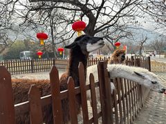 -西安秦岭野生动物园