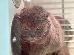 -猫宠乐园·专业洗护