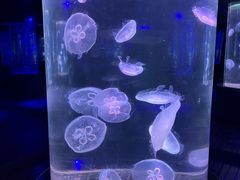 -南昌海洋公园