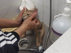 -安安宠医·臻爱宠物医院·宠保定点(营门口路分院)