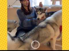 -Husky Go! 哈士奇体验馆·宠物咖啡厅狗咖