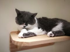 -猫和宫(六道口店)