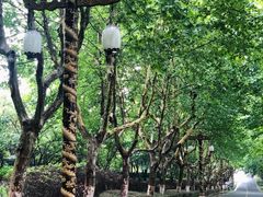-宜兴龙背山森林公园