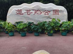 -莲花池公园