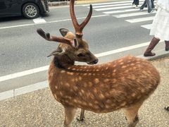 -奈良公园