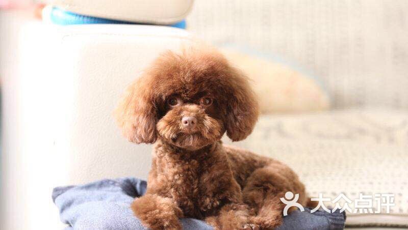 蓝卡&lamkapets图片 - 第1张