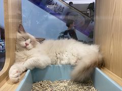 -屋虎猫馆(宝安大仟里店)
