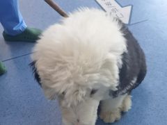 -顺强宠物诊所·狂犬免疫·夜诊·骨科(嘉定店)