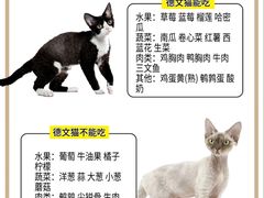 -山宅一喵德文卷毛猫舍