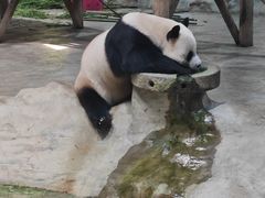 -栾川竹海野生动物园