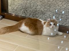 -momokira米努特·德文卷毛猫·棉花面纱犬