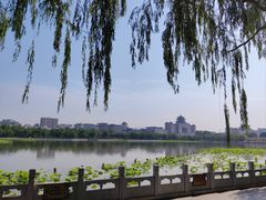 -莲花池公园