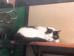 -猫咪博物馆(顶澳仔猫街店)