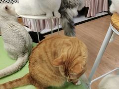 -MOYOYO猫咪咖啡店