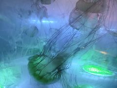 -上海海昌海洋公园-停车场