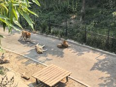 -大连森林动物园