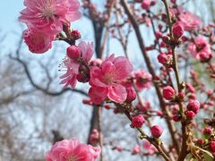 -桃花堤公园