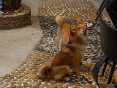 -柴犬高等学院·狗咖·柴犬售卖·宠物训练