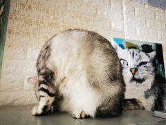 -平行世界·猫咖(首经贸店)