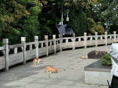 -阳台山森林公园