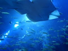 -成都浩海立方海洋公园