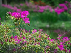 -上海滨江森林公园