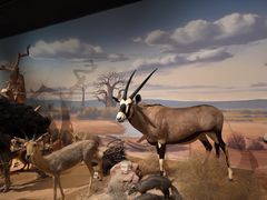 -陕西自然博物馆