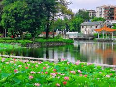 -荔湾湖公园
