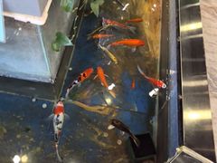 -洞庭家宴·头牌甲鱼(广渠门店)