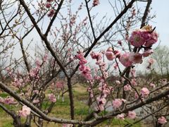 -林屋梅海青梅保护基地