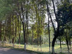 -重庆彩云湖湿地公园