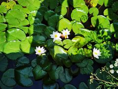 -长春市南湖公园