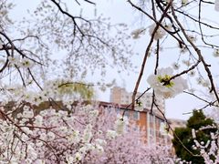 -桃花堤公园