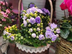 -花鸟鱼虫鲜花绿植市场(玉泉路店)