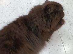 -喵园·猫主题咖啡厅·撸猫·猫咖(国贸店)