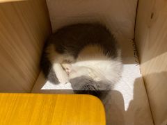 -IFIF 如果花園(宽厚里店)