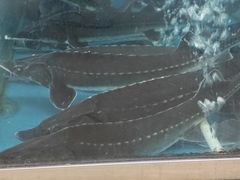 -崔记生活·铁锅炖鱼粘卷子(总店)