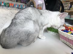 -心语宠物医院·急重症转诊中心·瑞辰华诺(南青路店)