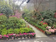 -金科花卉市场