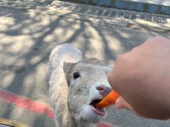 -常州淹城野生动物世界