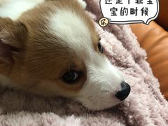 -翊宠yipet猫狗购宠庄园犬舍•猫舍
