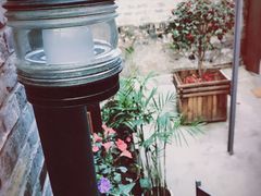 -两棵枇杷树