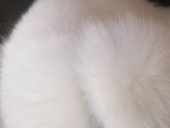 -创凡宠物医院·骨专科  猫科中心(西乡分院)