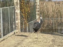 -盐城丹顶鹤湿地生态旅游区