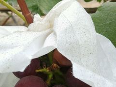 -马陆小张葡萄园农家乐