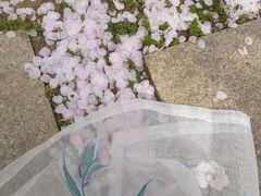 -天王浮山樱花园