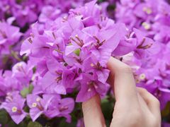 -深圳仙湖植物园